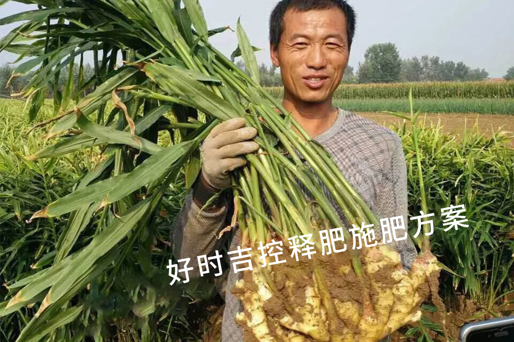 姜農(nóng)滿意，效果杠杠的！